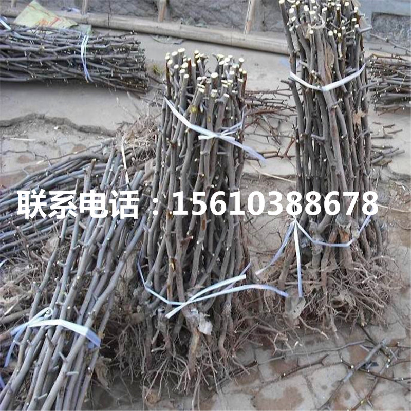 金絲四號(hào)棗樹苗哪里出售、金絲四號(hào)棗樹苗什么品種好