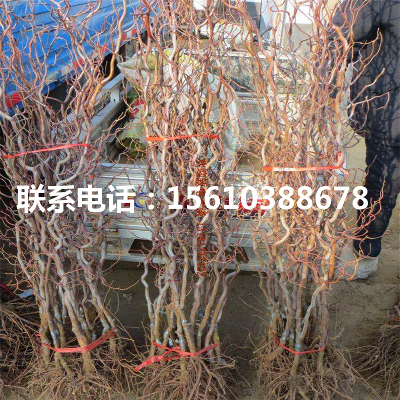 短枝冬棗樹苗附近哪里有、短枝冬棗樹苗出售多少錢