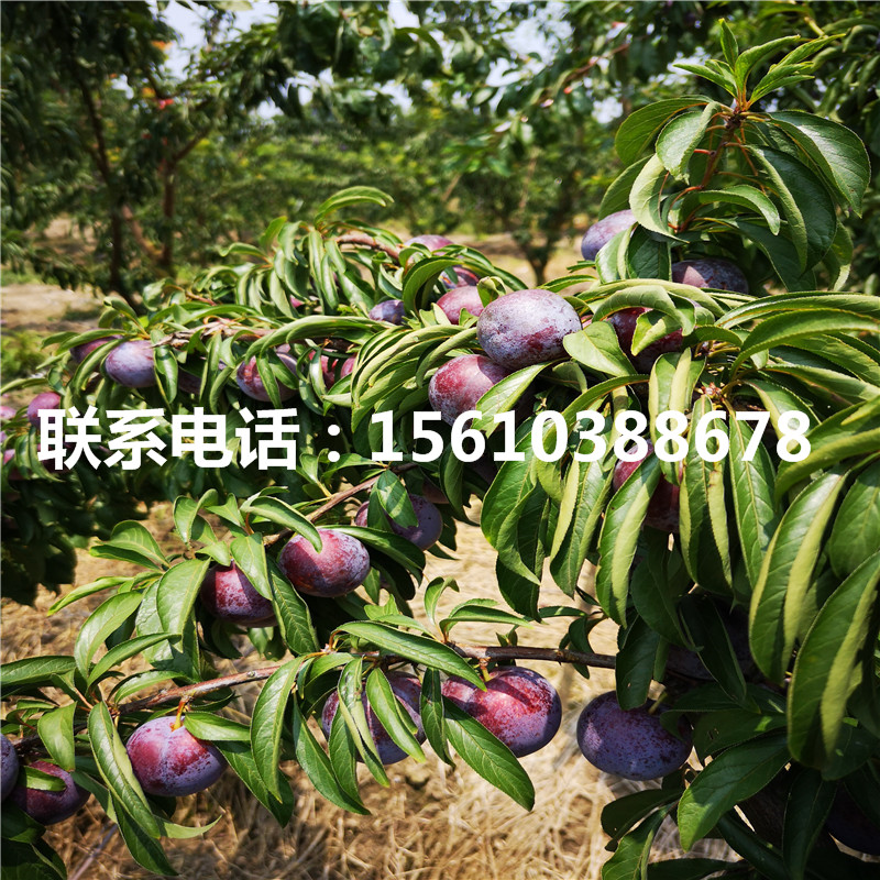 嫁接李子樹苗價(jià)格及報(bào)價(jià)、嫁接李子樹苗出售多少錢