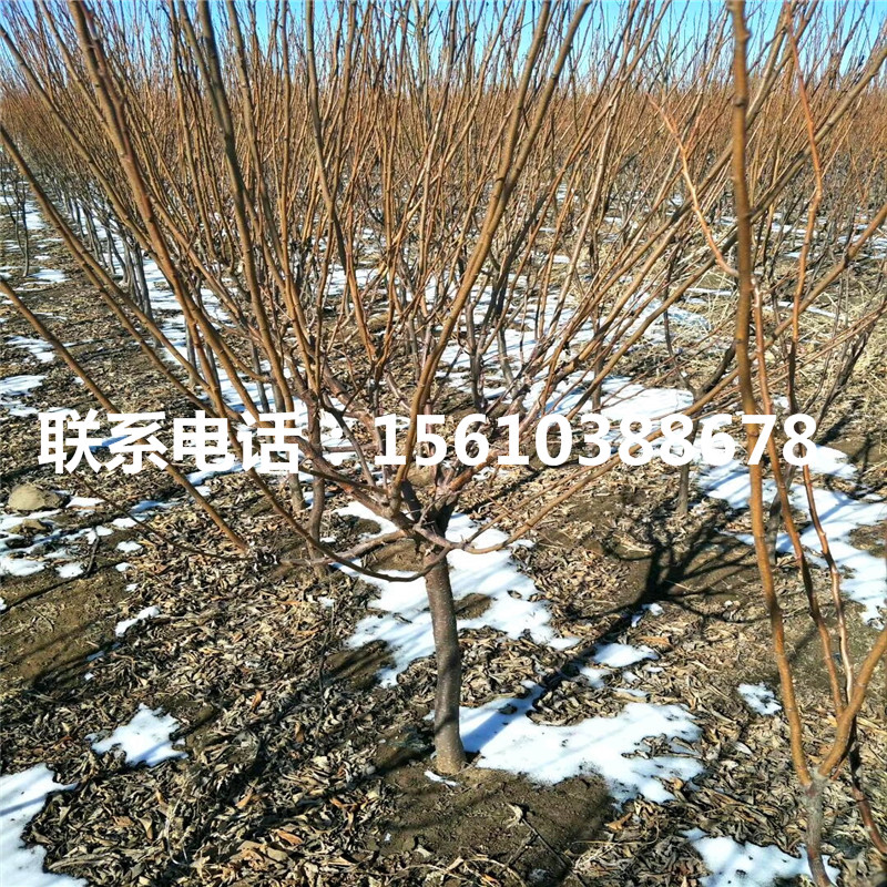 秋紅李子苗、秋紅李子苗價(jià)格