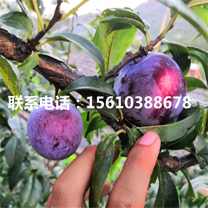 黑布林李子樹苗出售價格、黑布林李子樹苗一株多少錢