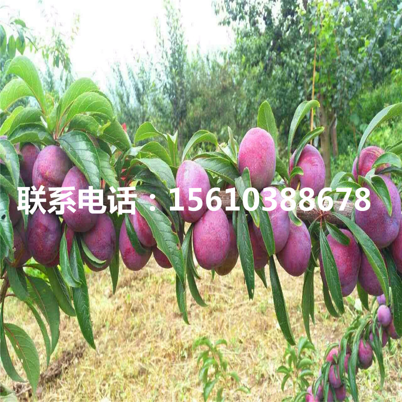 杏李苗價(jià)格多少錢、杏李苗圖片