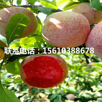 法蘭西李子苗、法蘭西李子苗基地
