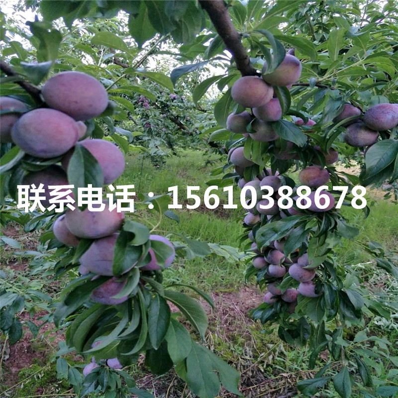 美國黑李樹苗出售價格、美國黑李樹苗上車價格