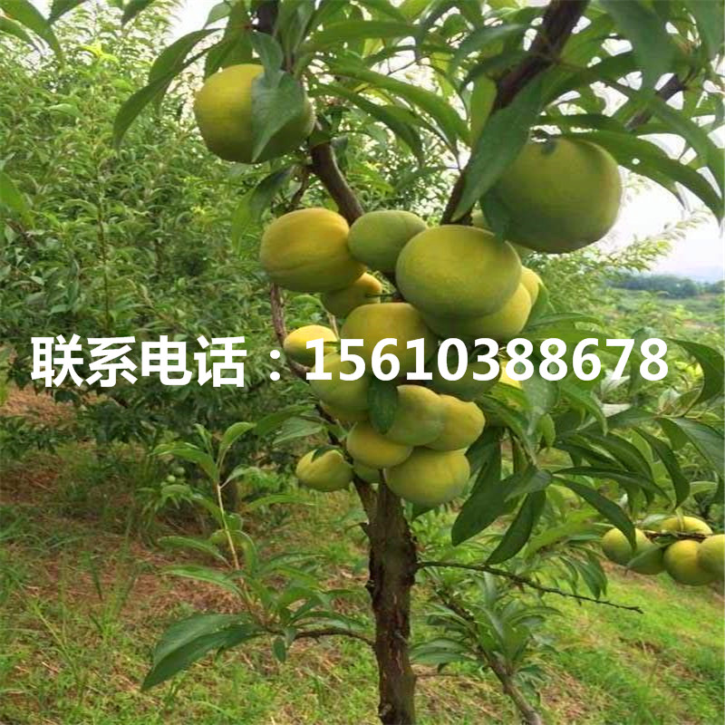 澳洲13李子樹苗、澳洲13李子樹苗基地