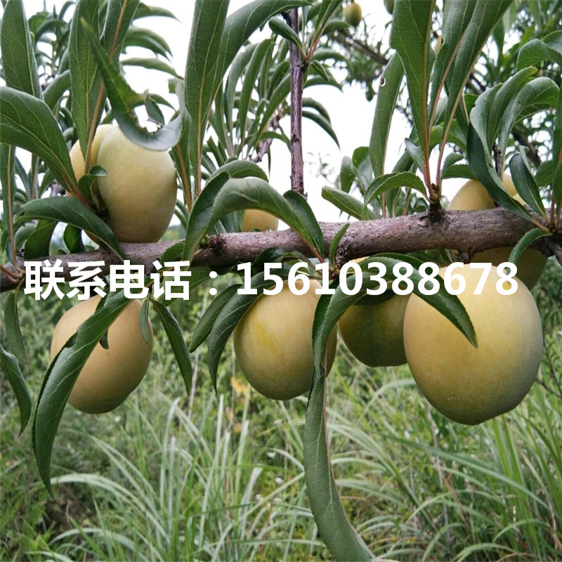 西梅李子樹苗、西梅李子樹苗上車價格