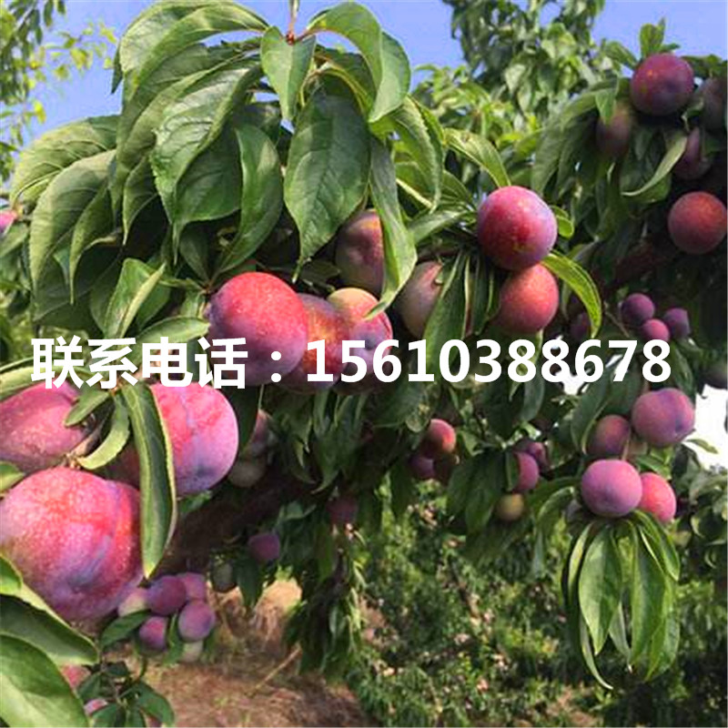 紅心李子樹苗價錢、紅心李子樹苗廠家