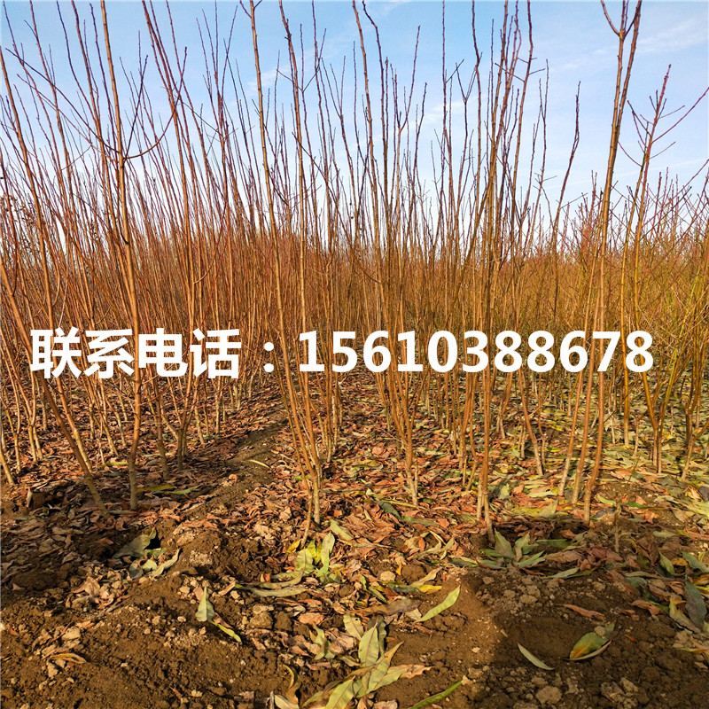三華李子苗基地、三華李子苗批發(fā)價格是多少