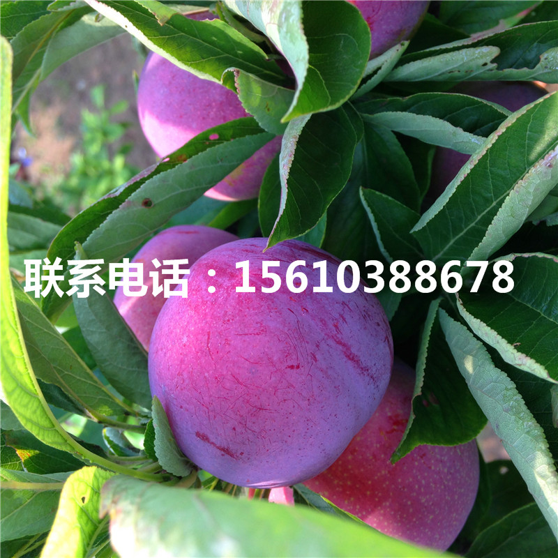 澳洲13李子樹苗、澳洲13李子樹苗基地