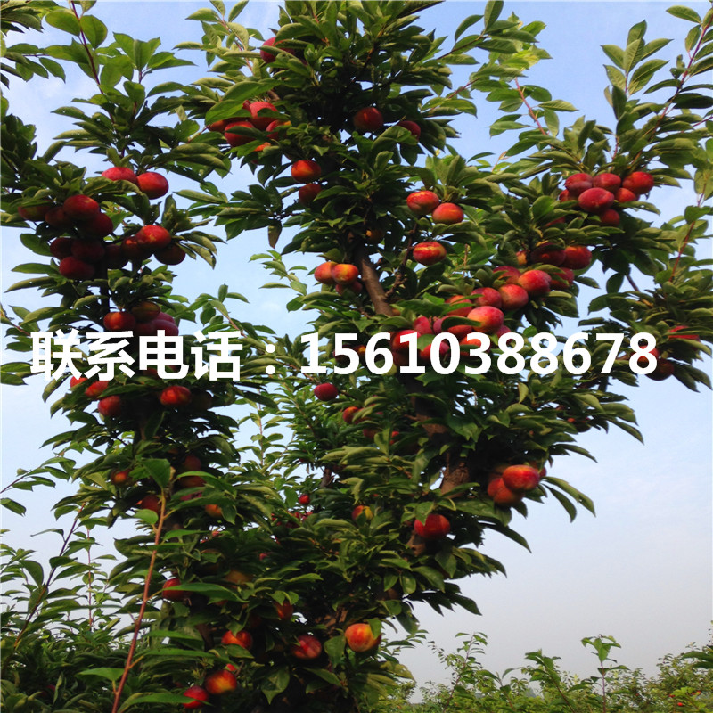 紅寶石李子苗、紅寶石李子苗價格哪里便宜