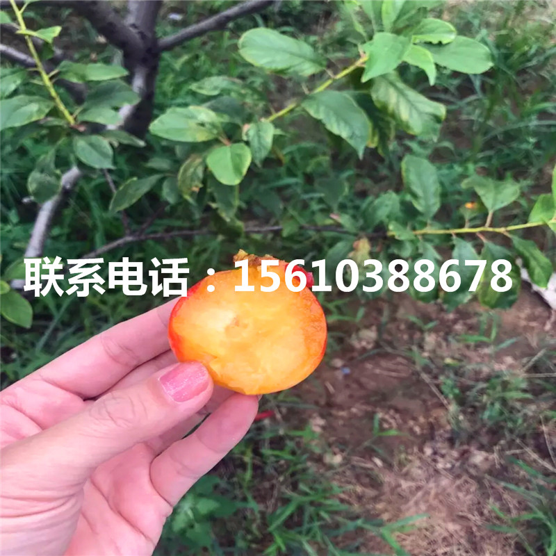 秋紅李子樹苗價(jià)格及報(bào)價(jià)、秋紅李子樹苗批發(fā)價(jià)格是多少