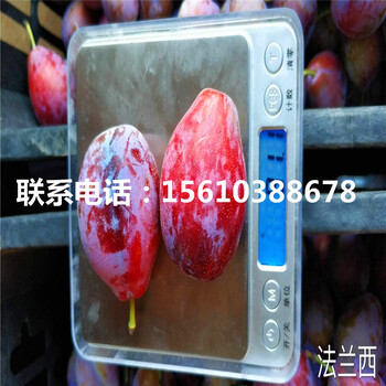 三華李子苗銷售基地、三華李子苗產(chǎn)量多少