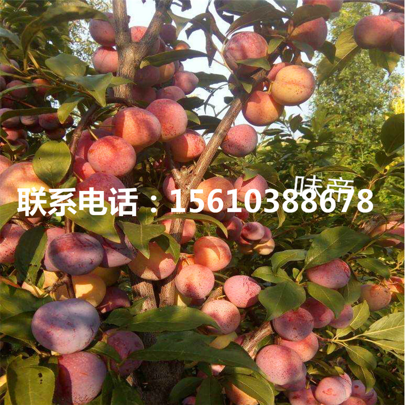 西梅藍蜜樹苗出售、西梅藍蜜樹苗批發(fā)價格是多少