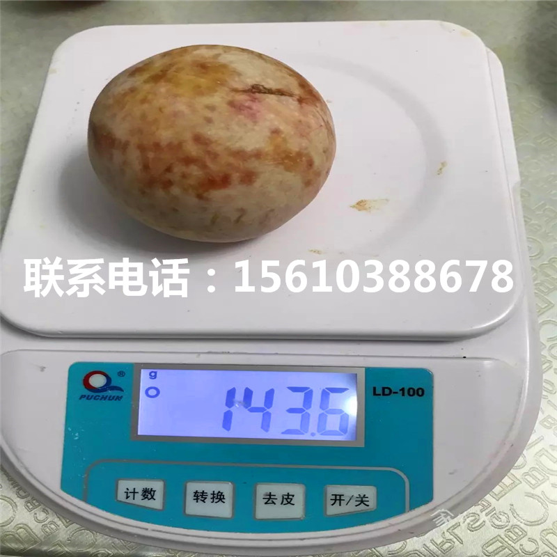 西梅李子樹苗基地、西梅李子樹苗什么品種好
