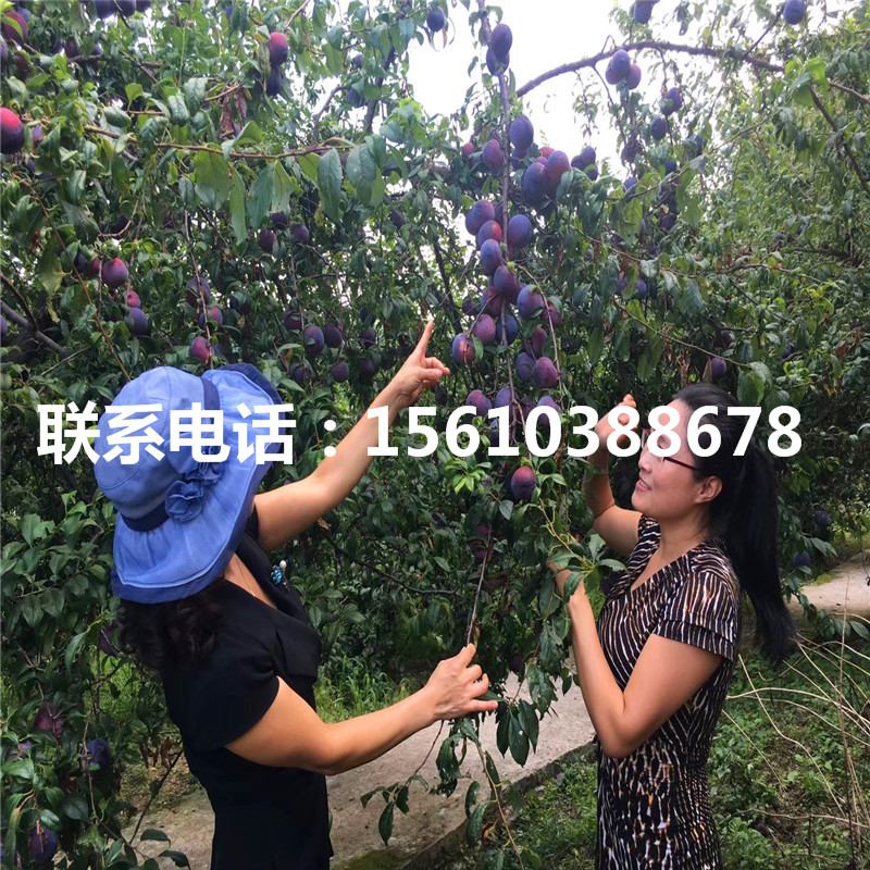 黑布林李子樹苗出售價格、黑布林李子樹苗一株多少錢
