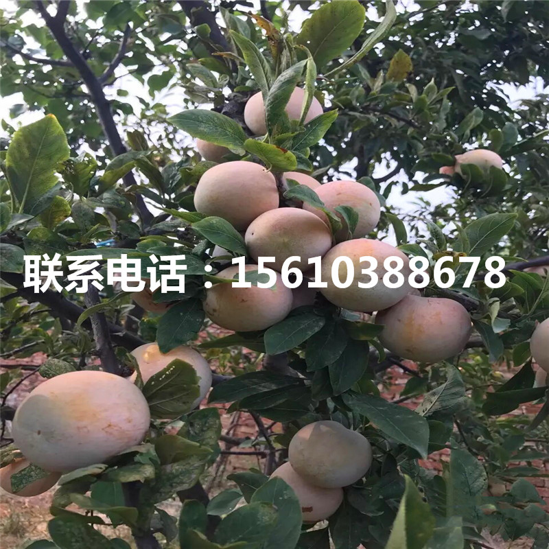 秋紅李子樹苗價(jià)格及報(bào)價(jià)、秋紅李子樹苗批發(fā)價(jià)格是多少