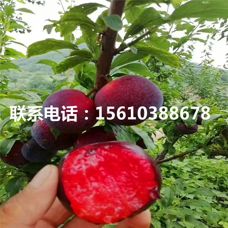 國峰7號(hào)李子樹苗、國峰7號(hào)李子樹苗價(jià)錢