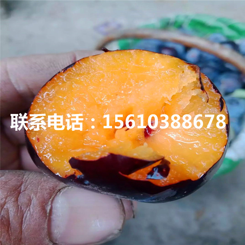 脆紅李子苗、脆紅李子苗單價