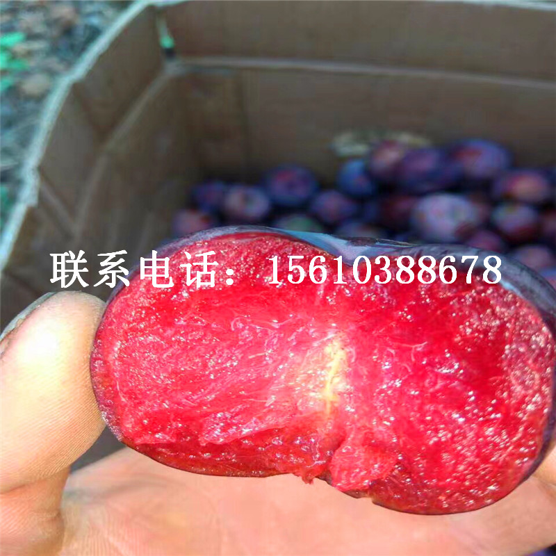 風(fēng)味皇后李子苗、風(fēng)味皇后李子苗出售價(jià)格