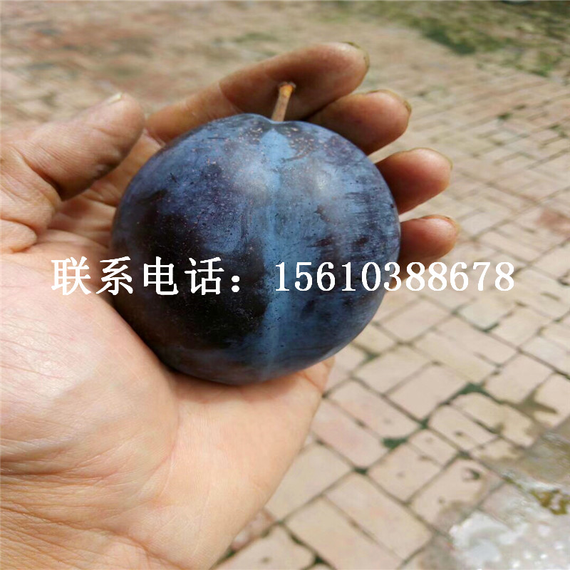 藍(lán)蜜李子苗多少錢一株、藍(lán)蜜李子苗包郵價(jià)格