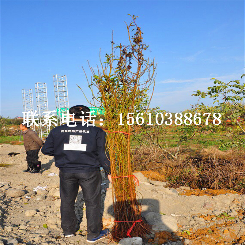 金西梅西梅李子苗基地、金西梅西梅李子苗多少錢