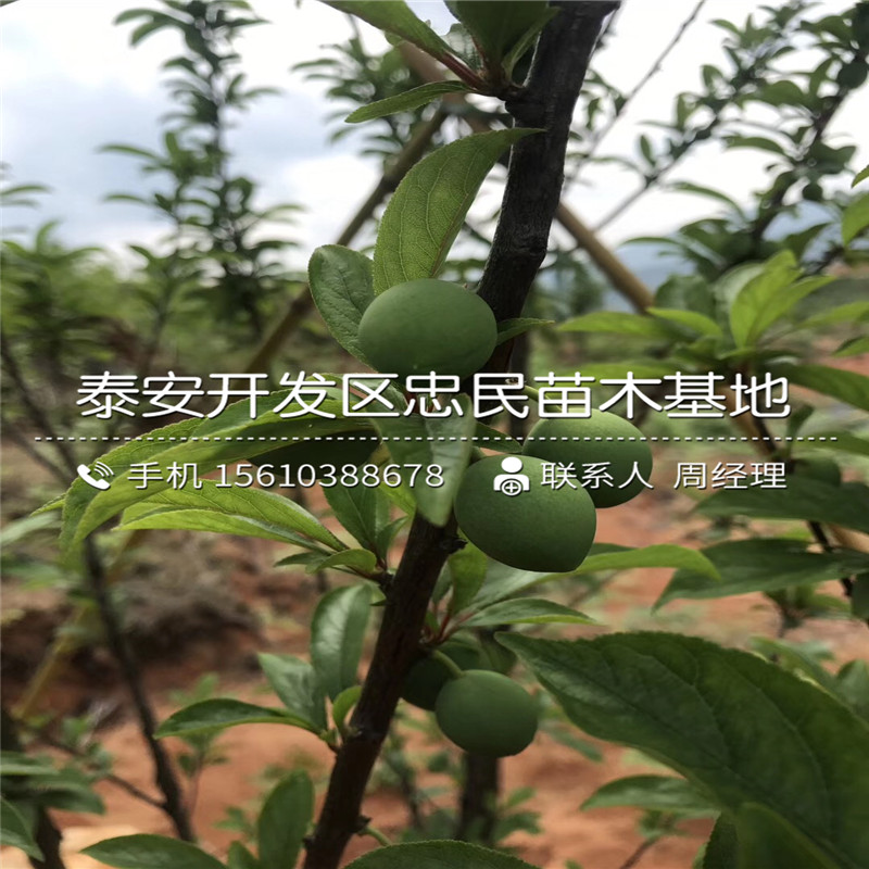 黑布林李子苗、黑布林李子苗價位