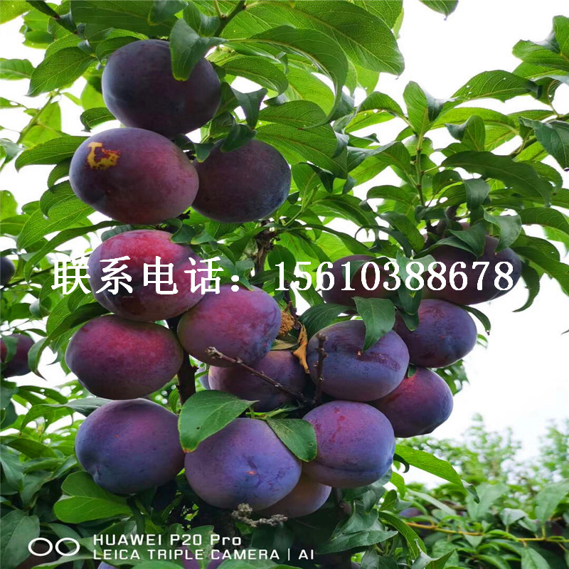 澳洲13李子苗、澳洲13李子苗多少錢一株