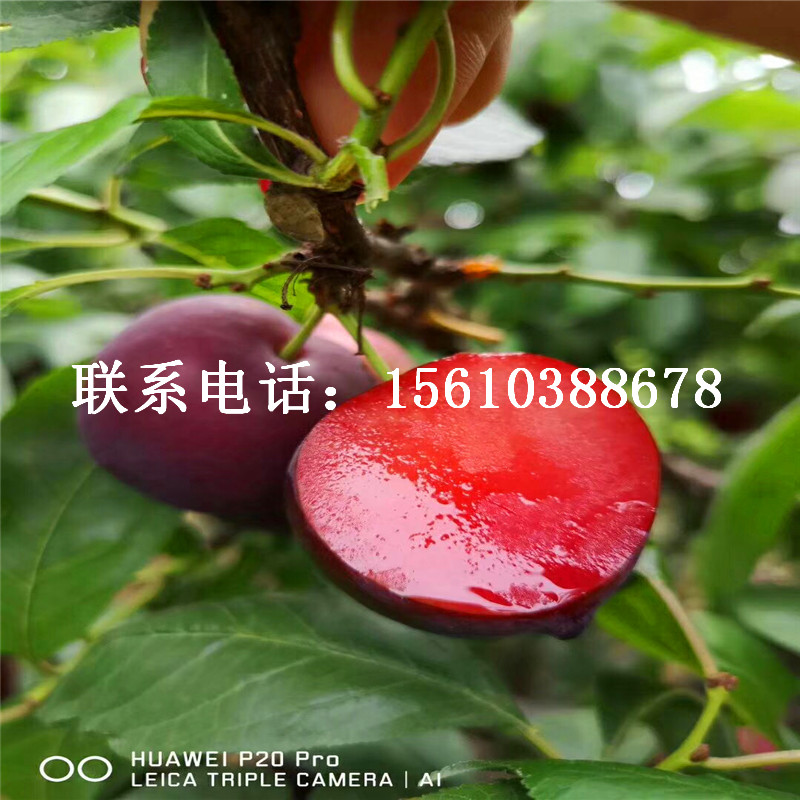 西梅樹苗多少錢一棵、西梅樹苗行情