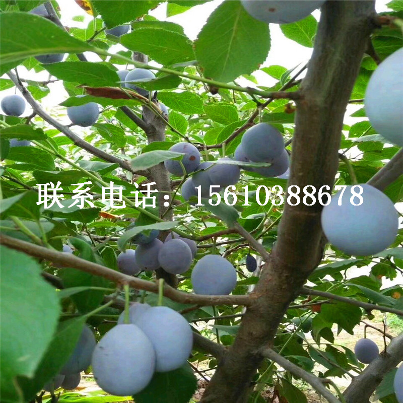 紅心李子樹苗價錢、紅心李子樹苗廠家