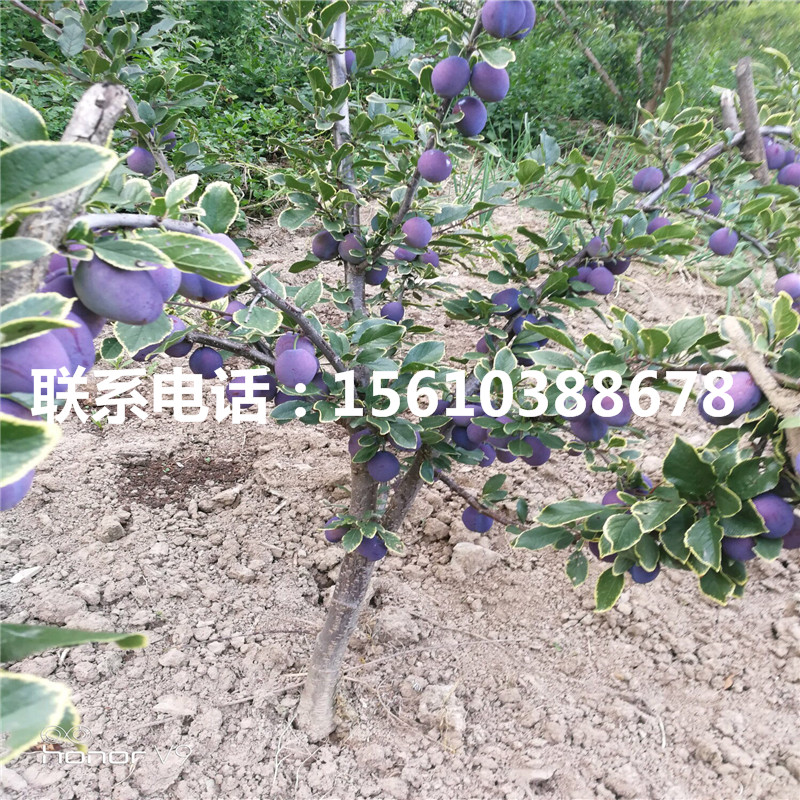 半邊紅李子樹苗銷售價格、半邊紅李子樹苗一株多少錢