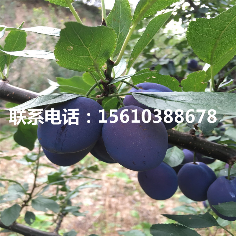 三華李子樹苗基地、三華李子樹苗出售價(jià)錢