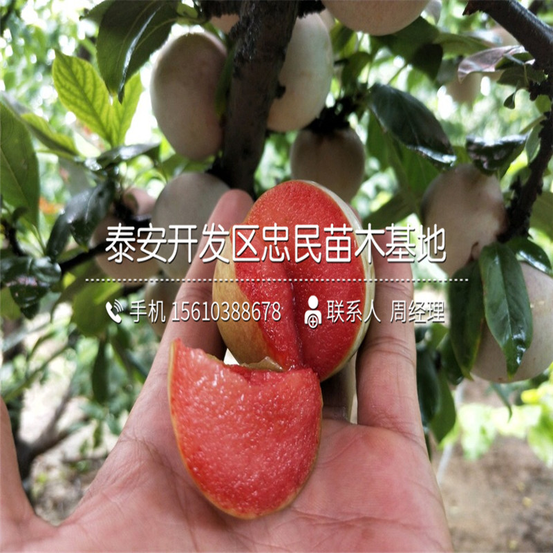 半邊紅李子樹苗銷售價格、半邊紅李子樹苗一株多少錢