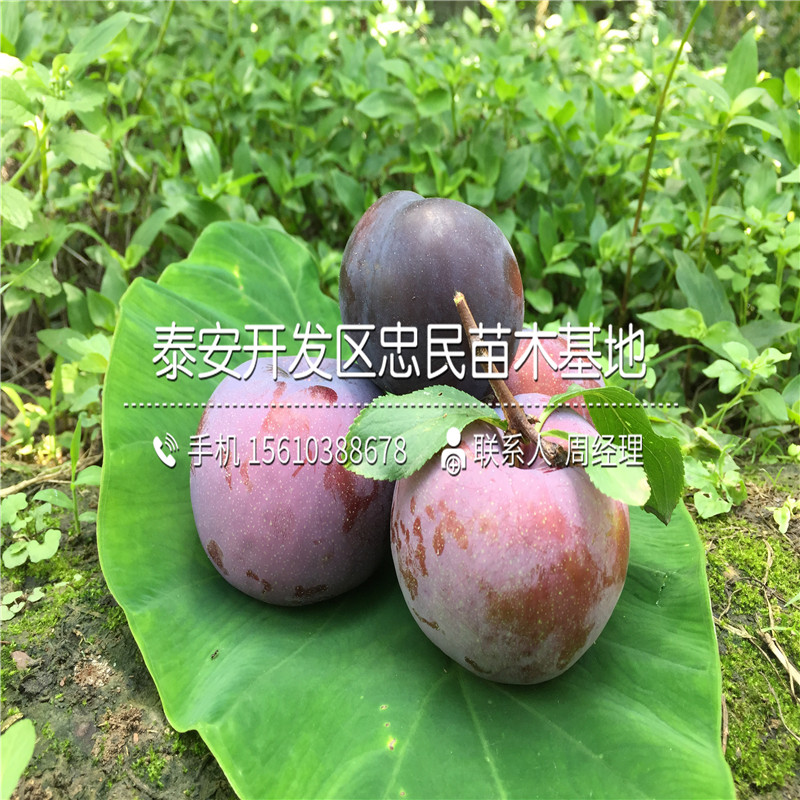 半邊紅李子樹苗銷售價格、半邊紅李子樹苗一株多少錢
