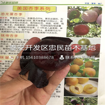 蜂糖李子苗多少錢一株、蜂糖李子苗行情