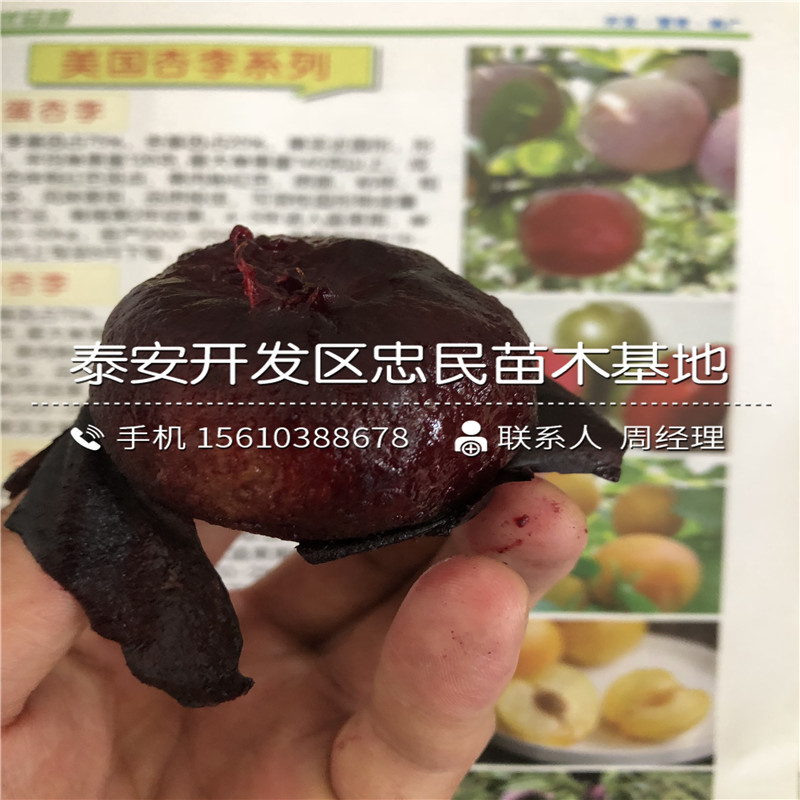 青脆李子樹苗品種介紹、青脆李子樹苗批發(fā)什么價(jià)格