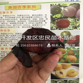 西梅皇后李子苗、西梅皇后李子苗出售價(jià)格