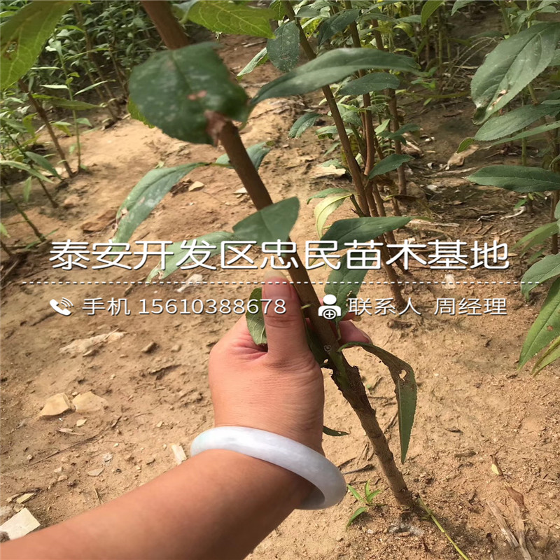 美國黑李樹苗、美國黑李樹苗批發(fā)