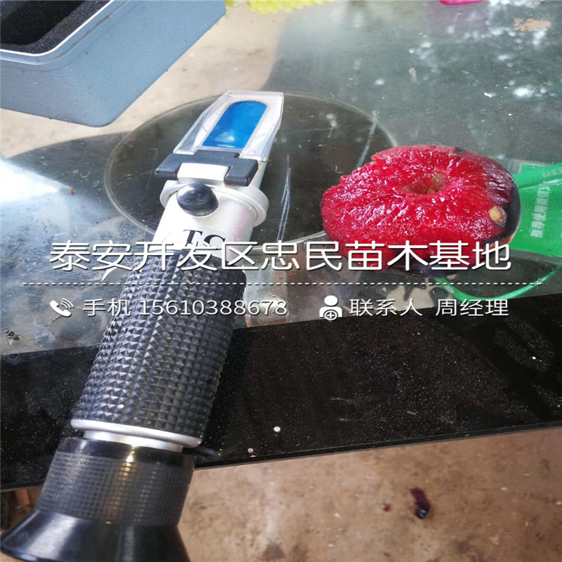 女神李子苗批發(fā)價格多少錢、女神李子苗種植技術(shù)