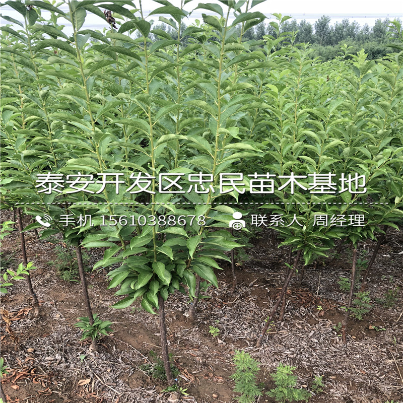 西梅李子樹苗批發(fā)價格多少錢、西梅李子樹苗批發(fā)什么價格
