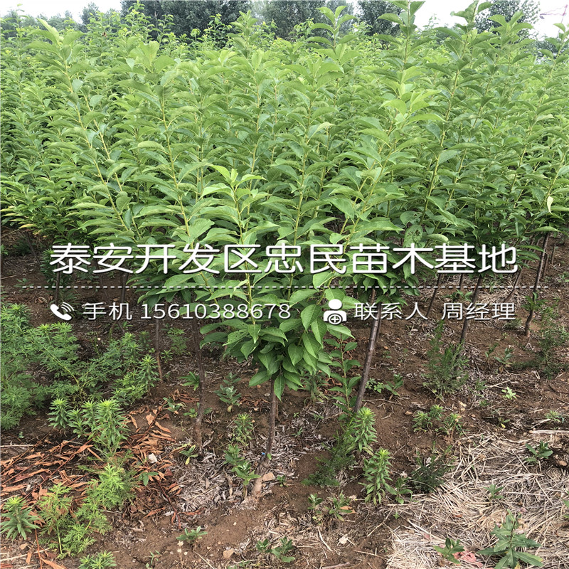 布朗李子苗、布朗李子苗批發多少錢