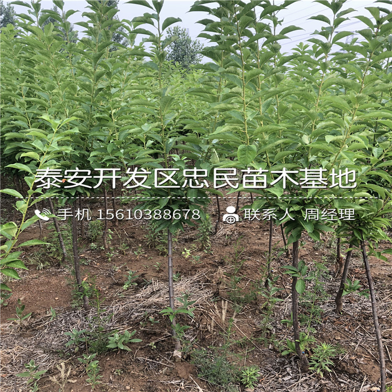 紅喜梅西梅樹苗價格、紅喜梅西梅樹苗什么品種好