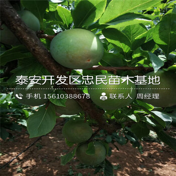 紅寶石李子樹苗、紅寶石李子樹苗價格多少錢