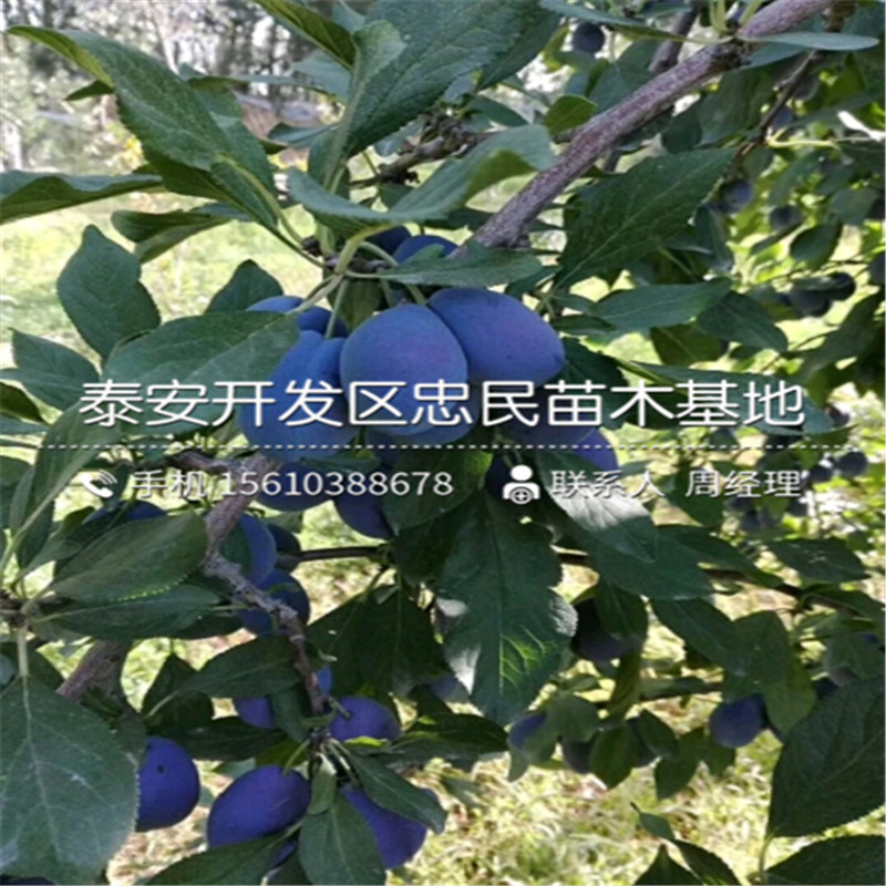 脆紅李子苗、脆紅李子苗出售