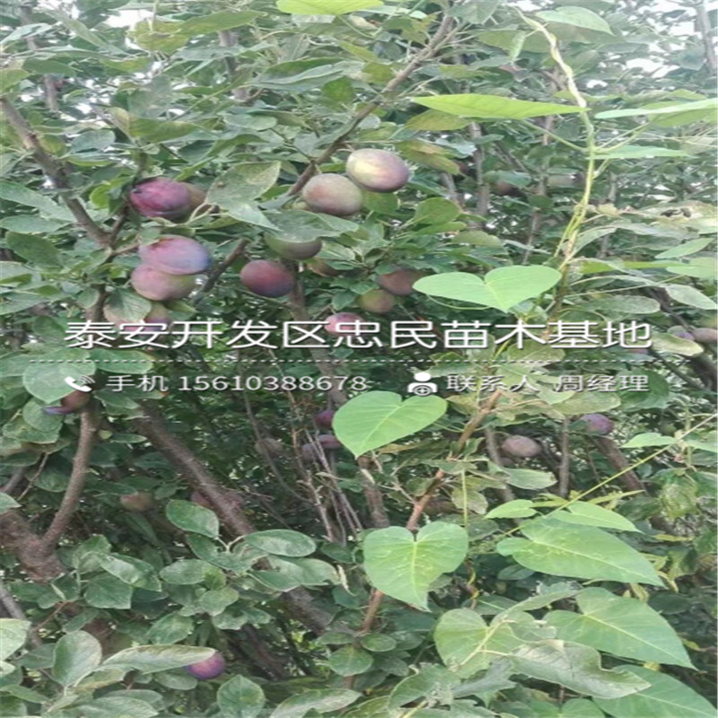 美國黑李樹苗出售價格、美國黑李樹苗上車價格