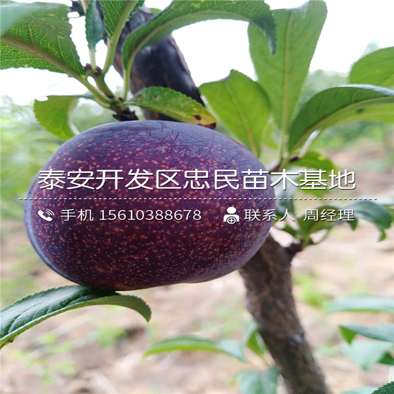 秋姬李子樹苗品種介紹、秋姬李子樹苗批發(fā)價錢