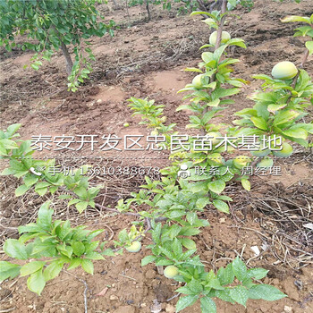紅喜梅西梅樹苗、紅喜梅西梅樹苗批發(fā)多少錢