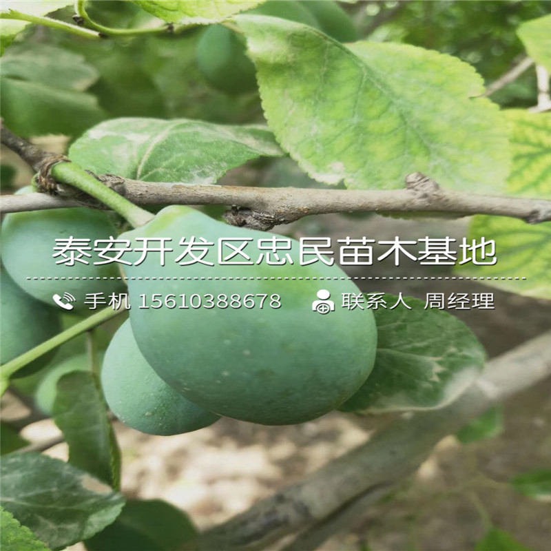 美國黑李樹苗出售價格、美國黑李樹苗上車價格