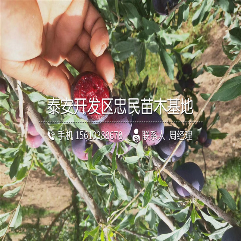藍(lán)蜜李子樹苗、藍(lán)蜜李子樹苗價格多少錢
