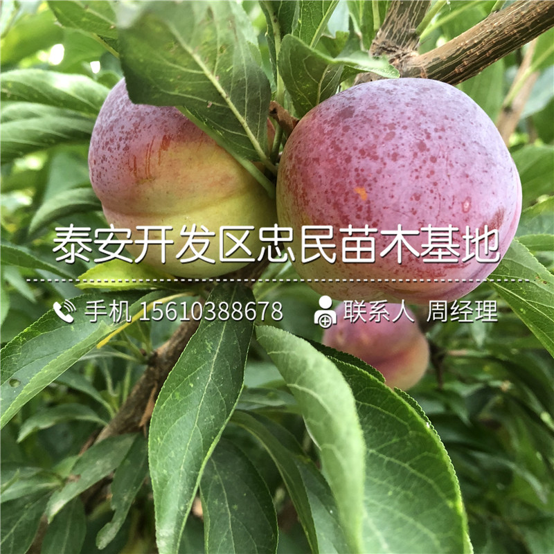 甜脆李子苗批發(fā)價格多少錢、甜脆李子苗包郵價格