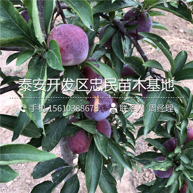 紅喜梅西梅樹苗價格、紅喜梅西梅樹苗什么品種好